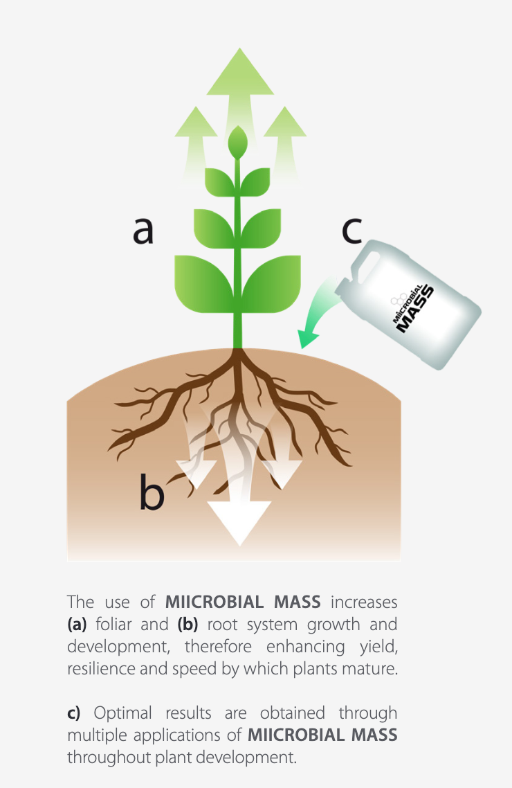 Miicrobial Mass Pro – KiS Organics