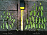 Black Owl Biochar