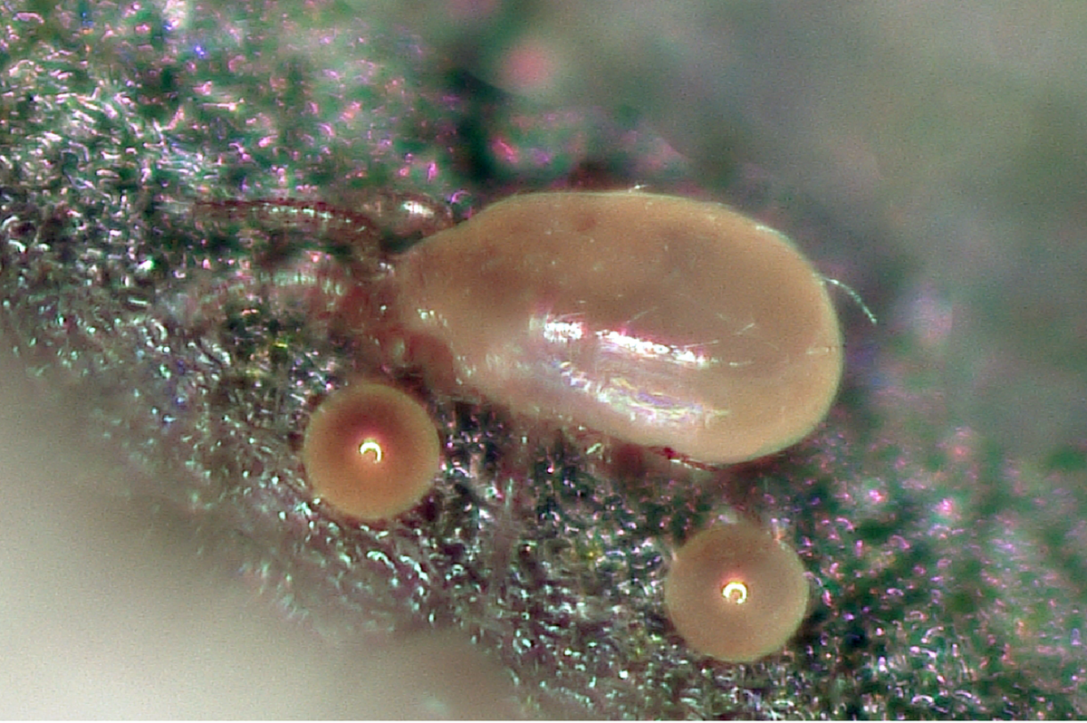 Californicus – KiS Organics