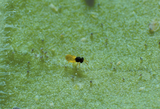 Parasitic Wasp - Encarsia