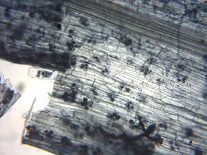 Understanding Mycorrhizal Fungi: What you need to know.