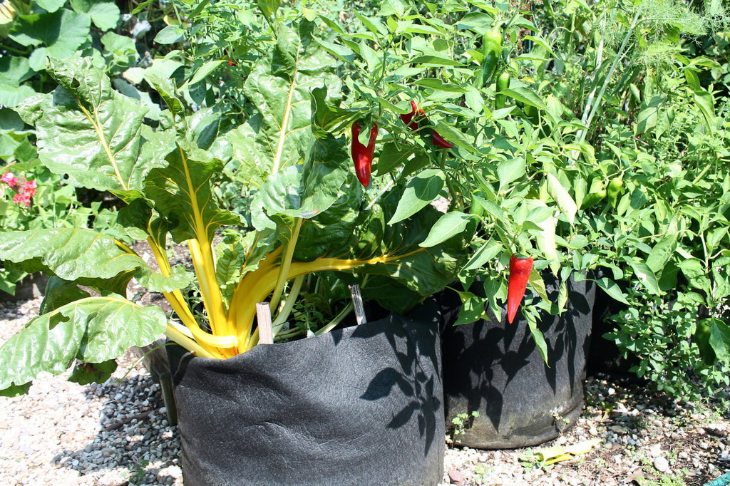 Is your container contaminating your crop? The hidden risk of plastic containers.