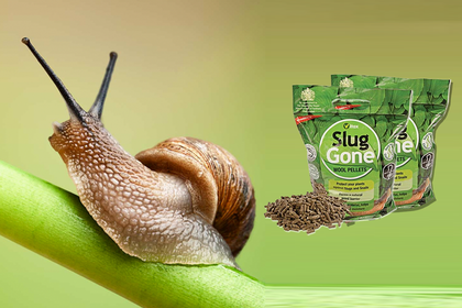 Organic Pest Management
