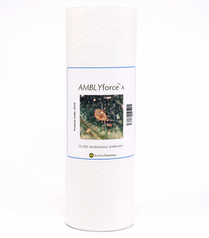 Andersoni (AMBLYforce™ A)