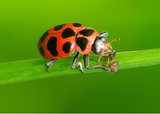 Macro view of a BioMaculata adult pink-spotted lady beetle (Coleomegilla maculata) preying on an aphid on a green leaf stem.