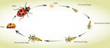 Life cycle diagram of BioMaculata Coleomegilla maculata showing eggs, four larval instars, pupa, and adult predatory beetle stages.