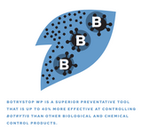 Infographic illustrating BotryStop WP competitive colonization on a leaf surface showing up to 40% greater efficacy against Botrytis gray mold.