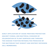 Diagram showing Cease bacterial colonization on a leaf surface releasing disease-fighting metabolites that disrupt pathogen cell membranes.