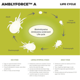Andersoni (AMBLYforce™ A)