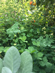 Untreated White Clover Cover Crop