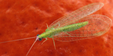 Lacewings