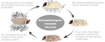 Beneficial Nematodes