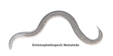 Beneficial Nematodes