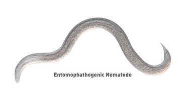 NEMA Globe 7000500 50 x 1 Million Beneficial Nematodes Pot Popper Pro Gnat & Thrip Control