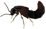 Rove Beetle