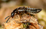 Rove Beetle