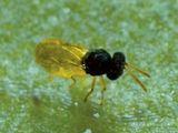 Parasitic Wasp - Encarsia