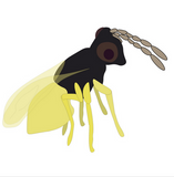 Parasitic Wasp - Encarsia