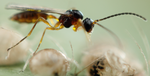 Parasitic Wasp - Colemani