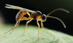 Parasitic Wasp - Colemani