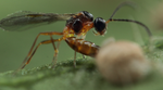 Parasitic Wasp - Colemani