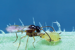 Parasitic Wasp - Colemani