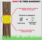 Tree-Banding TB-1 Glue