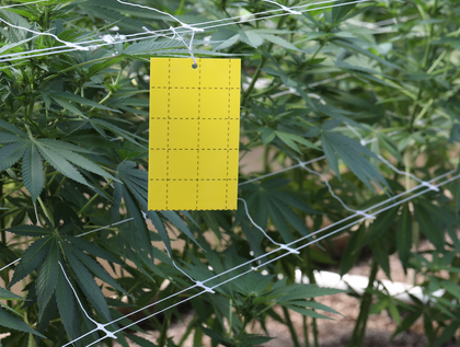 Catchmaster sticky cards for monitoring flying insects