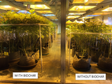 Cannabis plants in a grow room, with biochar on the left side showing larger plants than without biochar on the right.