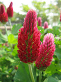 Crimson clover flower heads in bloom