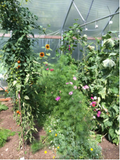 Greenhouse bed with cosmos and sunflowers planted among tomatoes and cucumbers