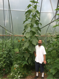 Tall cucumber plant with a person standing beside it in a greenhouse growing pollinator flowers