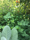 White clover growing as ground cover beneath tomato plants with sage in the foreground