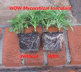 Seedling root balls compared without and with WOW Mycorrhizal Inoculant, with denser roots on the treated plant.