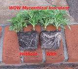 WOW Mycorrhiza - FREE SHIPPING